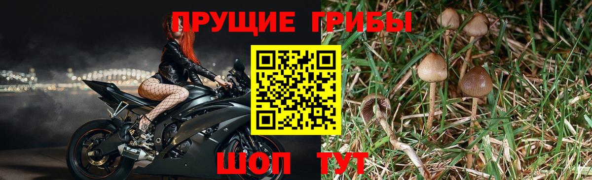 Галлюциногенные грибы GOLDEN TEACHER Изобильный
